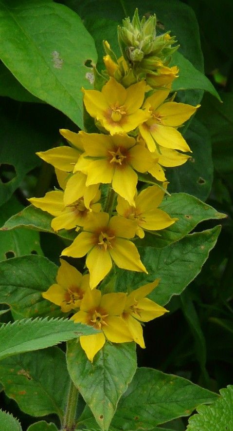 Kartoffelrosen, Hagebuttenrose; Wildrosen, Bodendecker in Eggebek