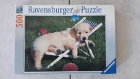 Ravensburger Puzzle 500 Teile Golden Retriever Welpe Nordrhein-Westfalen - Drensteinfurt Vorschau