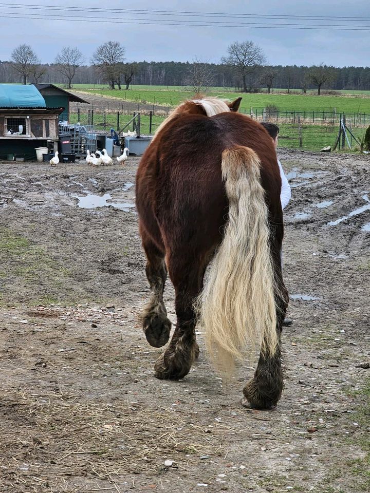 Comtois Pferd zum Verkauf 2 Jahre und 7 Monaten in Wunstorf