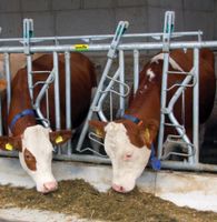 Suche Selbstfangfressgitter für Kühe,Rinder Nordrhein-Westfalen - Laer Vorschau