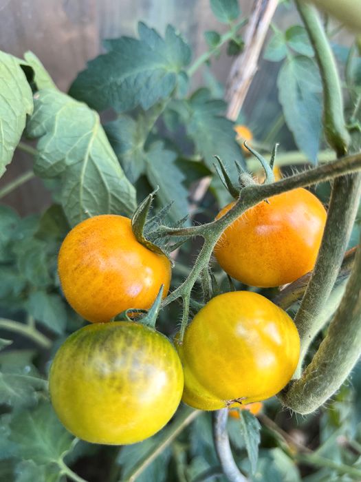 Tomate GOLDEN TIGER, Tomatensamen, 1,70€ in Eschweiler