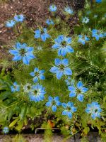 Jungfer im Grünen (Nigella damascena) Samen Garten Baden-Württemberg - Neresheim Vorschau