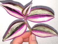 Wow Tradescantia Zebrina Quadricolor Zimmerpflanze pink Variegata Nürnberg (Mittelfr) - Südstadt Vorschau