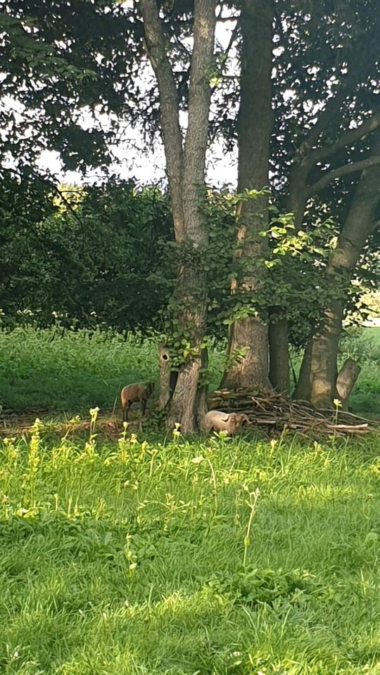 Wald Wiese Freizeitgrundstück in Herdwangen-Schönach