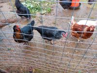 hühner  zu verkaufen Rheinland-Pfalz - Schweich Vorschau