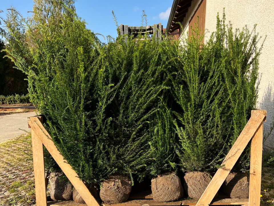 Taxus baccata Eibe (Gemeine Eibe) | Bayernhecke° in Schwandorf