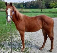 Verk. Amerikan Paint Horse Stute Jährling einfarbig Bayern - Vilsbiburg Vorschau