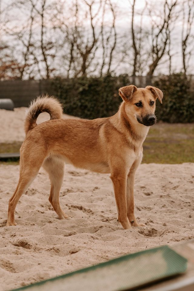 *Ruby* - ein Rohdiamant in Elmshorn