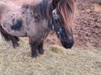 Pony Paul sucht Reitbeteiligungen Niedersachsen - Bovenden Vorschau