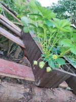 Edebeeren Planze in Blumenkasten Wuppertal - Elberfeld Vorschau