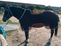 Fliegendecke / Ausreitdecke 155cm Pferd Nordrhein-Westfalen - Meerbusch Vorschau