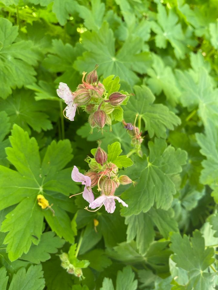 Bodendecker Balkan Storchschnabel Geranium macrorrhizum Ingwersen in Sulzfeld im Grabfeld