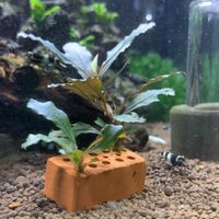 Bucephalandra sp. "Red" Mini Ziegelstein Aquarium Pflanzen 4,50€ Hamburg-Mitte - Hamburg Horn Vorschau