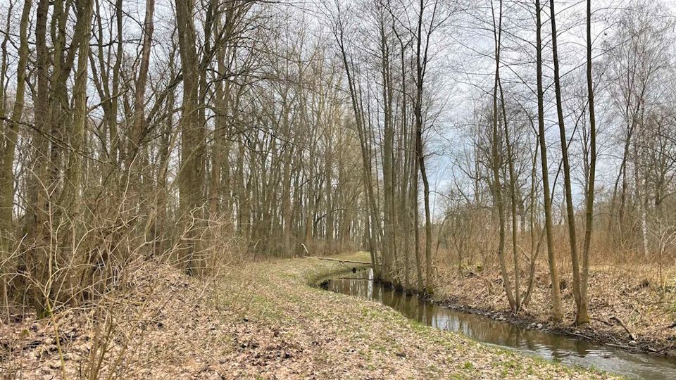 62,8 ha Wald, Landwirtschaft, Jerichower Land, SachsenAnhalt in