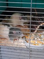 3 junge Ratten Böckchen suchen liebevolles Zuhause Nordrhein-Westfalen - Gladbeck Vorschau