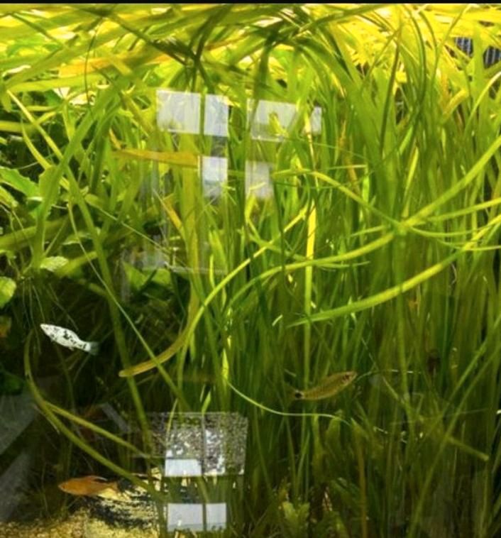 Vallisneria Aquariumpflanze in Bünde