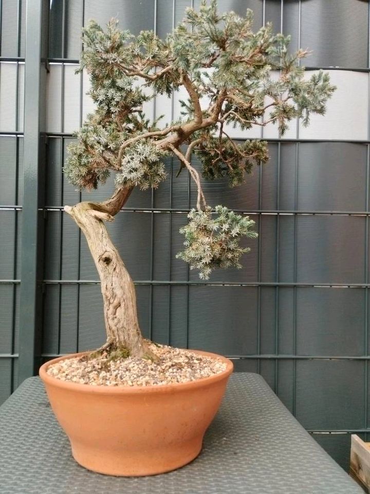 Bonsai Yamadori Gemeiner Wacholder Juniperus Communis in Marl