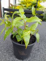 Vietnamesischer Koriander, Rau ram, Pflanze, 7 cm Topf Niedersachsen - Wilhelmshaven Vorschau