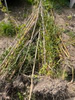 Bambus zu verschenken. Nordrhein-Westfalen - Wilnsdorf Vorschau