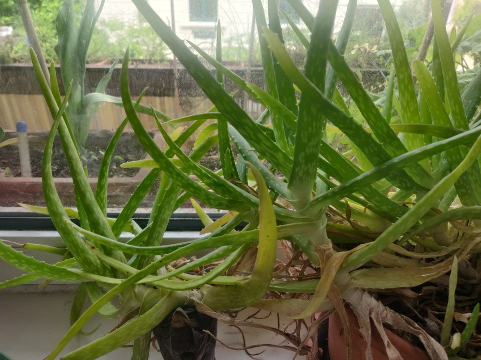 Aloe Vera Pflanzen Ableger in Bonn