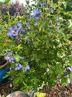 Hibiscus Pflanze Blau(?)  ca 80cm Hoch 3-jährig Niedersachsen - Baddeckenstedt Vorschau