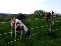 Pferdebox zu vermieten Nordrhein-Westfalen - Warstein Vorschau
