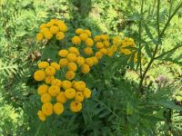 Rainfarn Tanacetum vulgare Wurmfarn Pflanzenschutz Staude Hessen - Liebenau Vorschau