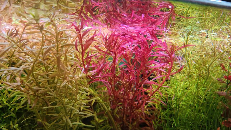 Rotala blood red Singapore SG Wasserpflanze Aquarium Nano Cube in Worms