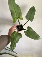 Philodendron silver sword / Zimmerpflanze Bayern - Neu Ulm Vorschau