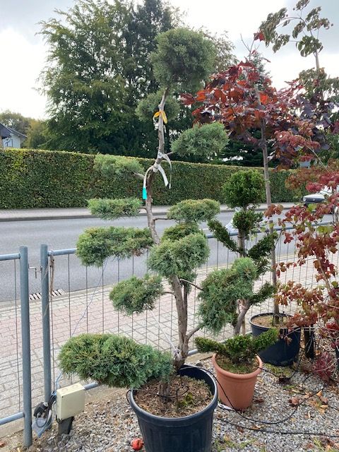 Juniperus media 'Pfitzeriana Glauca' Bonsai in Simmerath