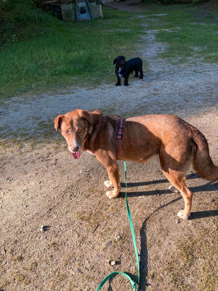 Seppi sucht einen Gnadenplatz in Ostercappeln