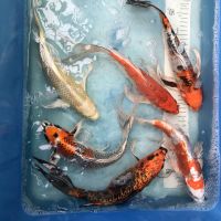 Koi Butterfly: Hariwake, Kujaku, Ghost Utsuri, 30-35 cm Nordrhein-Westfalen - Wachtendonk Vorschau