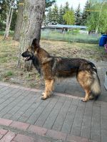DSH-Belg. Schäferhund an Liebevolle Hände und Erfahrung abzugeben Sachsen-Anhalt - Aken Vorschau