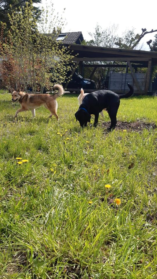 Hundewiese eingezäunt in Steinach Baden