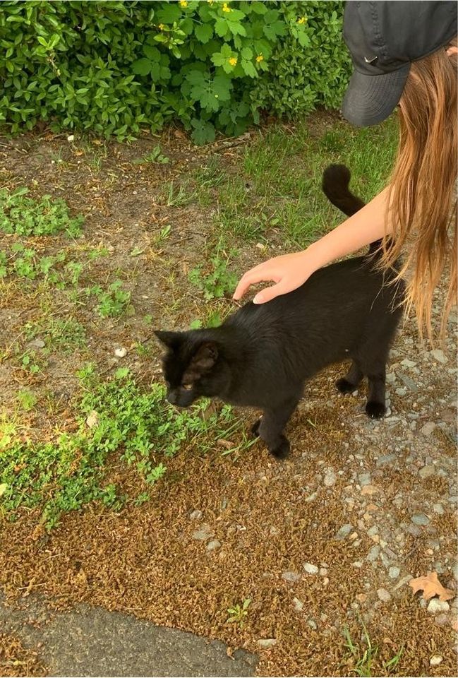 Katze Gefunden in Bienenbüttel