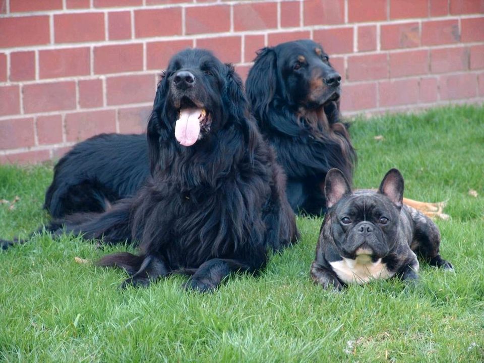 Hundepension im südl. Münsterland - seit 30Jahren in Dülmen in Dülmen