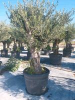 Olivenbäume. Hessen - Leun Vorschau