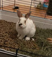 Kaninchen sucht neues zu Hause!!! Eimsbüttel - Hamburg Rotherbaum Vorschau