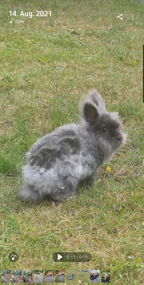 Zwergkaninchen in Dörverden