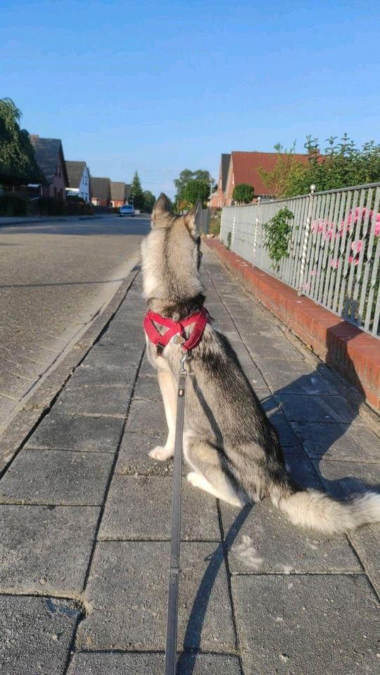 Siberisn Husky in Leer (Ostfriesland)