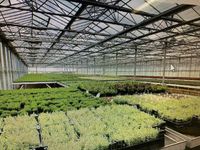 Gewächshaus Ideal für den Cannabis-Anbau zu vermieten Nordrhein-Westfalen - Schwerte Vorschau