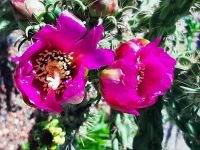 Steckling von Cylindropuntia imbricata Pinky absolut Winterhart Leipzig - Thekla Vorschau