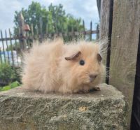 Meerschweinchen Kastrat CH Teddy Schweizer Niedersachsen - Melle Vorschau