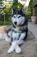 Cheyenne, 2 Jahre, kastriert, Husky, Pflege-/Endstelle gesucht Niedersachsen - Bruchhausen-Vilsen Vorschau