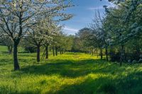 Keine Lust auf Wiese bzw. Rasenmähen? Bayern - Mespelbrunn Vorschau