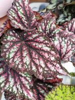 Begonie Begonia Rex Mix verschiedene Sorten Sachsen - Pulsnitz Vorschau