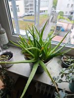 Aloe Vera Ableger und Pflanzen Neuhausen-Nymphenburg - Neuhausen Vorschau