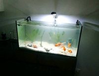 120L Aquarium mit Besatz Rheinland-Pfalz - Mettenheim Rheinhessen Vorschau