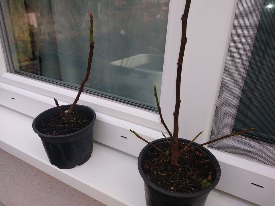 Feigenbaum - "Ficus carica" - 40cm Jungpflanze in Wildeshausen