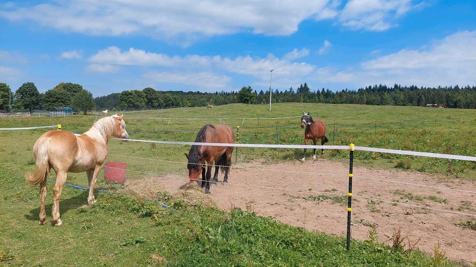 lucy polnische.kaltblutstute in Bitz